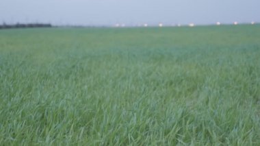 Çim alan dalgalar sallanan rüzgar tarafından taşındı