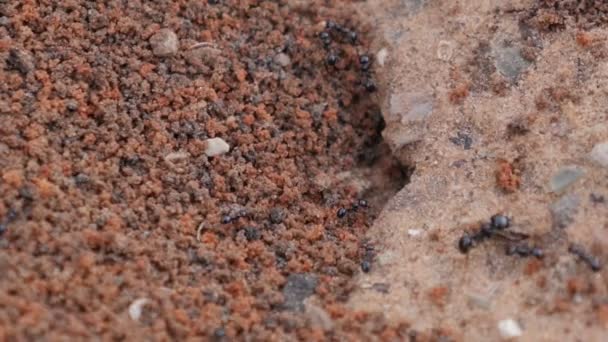 Close Grandes Antsworking Preto Ants Tráfego Vídeo Trabalho Formigas — Vídeo de Stock