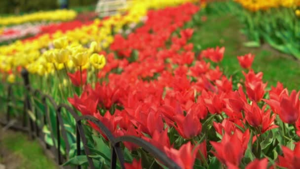 El viento sacude los tulipanes — Vídeos de Stock