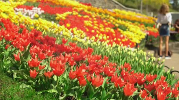 Tulipanes tienen agua — Vídeos de Stock