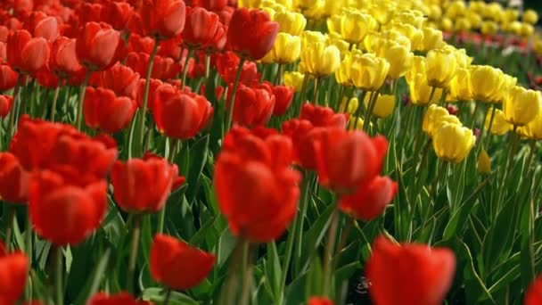 Rote und gelbe Tulpen im Morgentau — Stockvideo