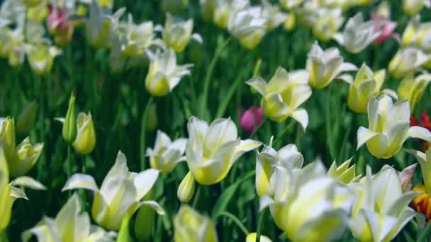 Alegres tulipanes frescos en temporada de primavera — Vídeos de Stock