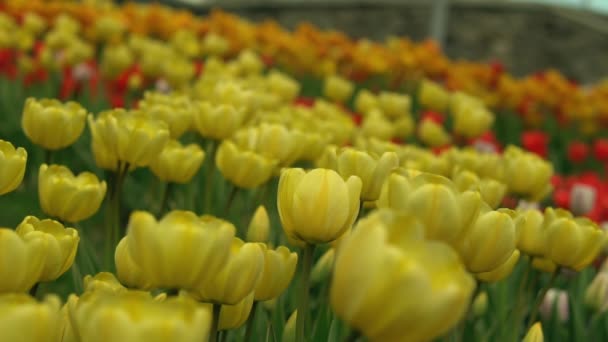 Jardín botánico en primavera . — Vídeos de Stock