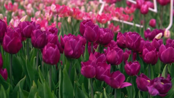 Tender colors of a spring garden — Stock Video