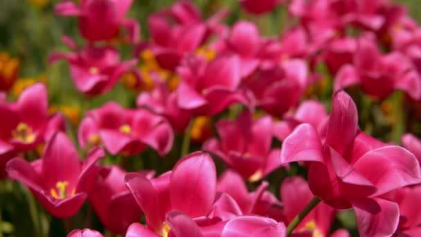 Makro pchnięciu komfortowej różowe tulipany — Wideo stockowe