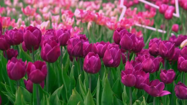 Fialové tulipány v západu slunce — Stock video