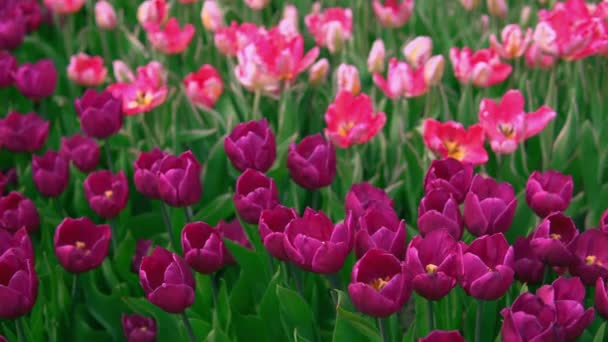 Розовые и фиолетовые цветы растут — стоковое видео