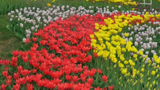 Цветочный весенний фестиваль в красивой сельской местности — стоковое видео