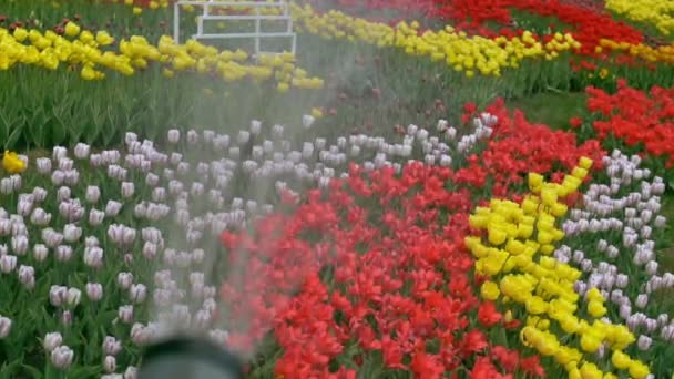 Flower spring festival in the beautiful countryside — Stock Video