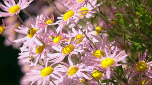 Beautiful plants grow in the garden — Stock Video