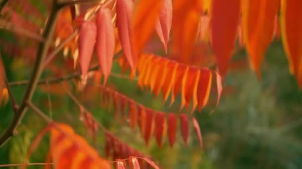 Orangefarbenes Herbstlaub — Stockvideo