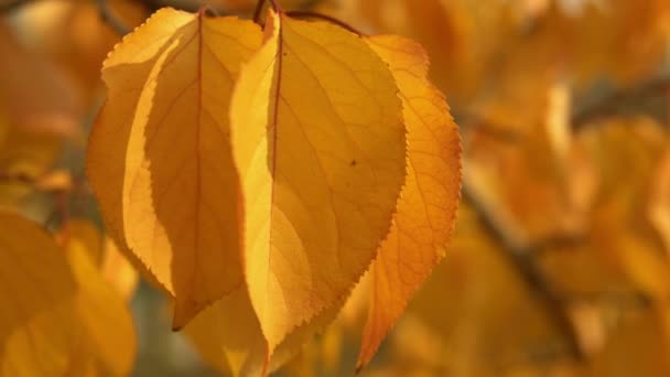 Помаранчева осінь природи — стокове відео