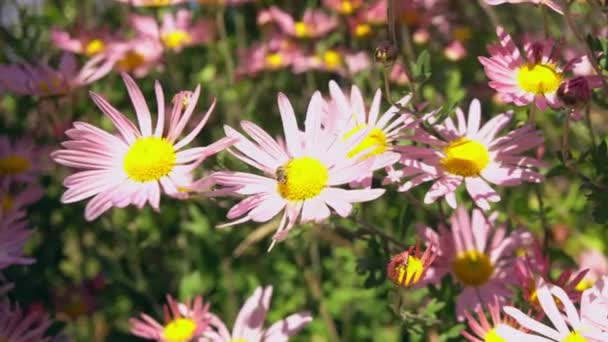 Schöne Chrysanthemen wachsen im Garten — Stockvideo
