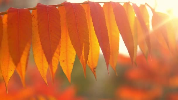 Arbre automnal dans la journée ensoleillée — Video