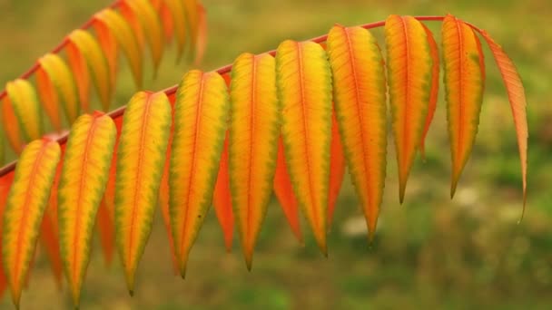 Разноцветная листва на дереве — стоковое видео