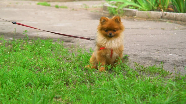 Портрет маленького собаки, що сидить на газоні з зеленою травою . — стокове фото