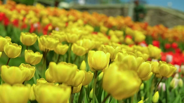 Yellow tulips blooming