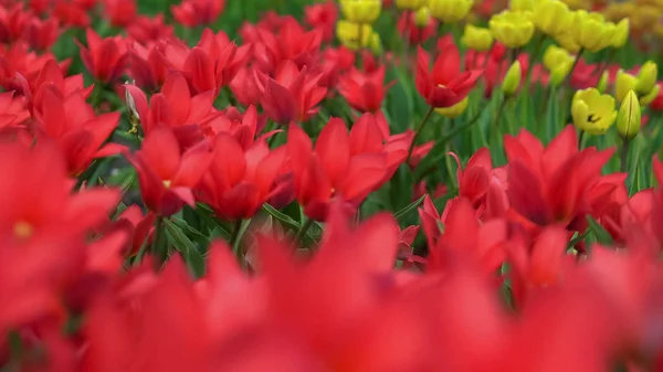 Zár megjelöl-ból ezer-ból tulipán — Stock Fotó