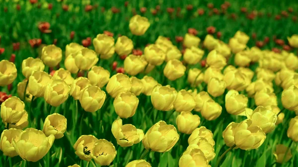 Méhek repül át a tulipánok — Stock Fotó