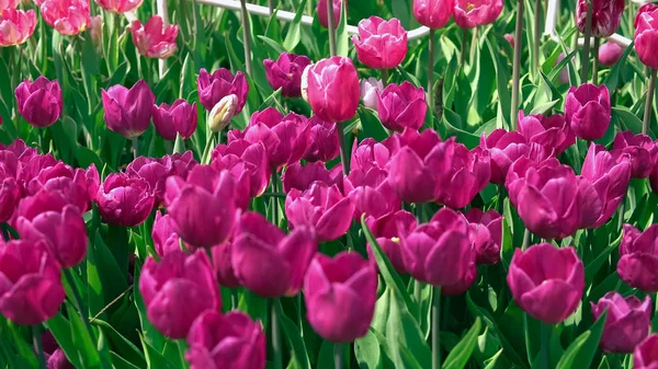 A naplemente lila tulipán — Stock Fotó