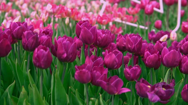 A naplemente lila tulipán — Stock Fotó