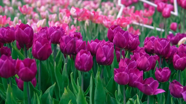 Tender colors of a spring garden — Stock Photo, Image