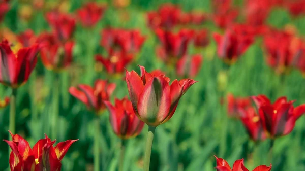 Vörös tulipán bokeh — Stock Fotó