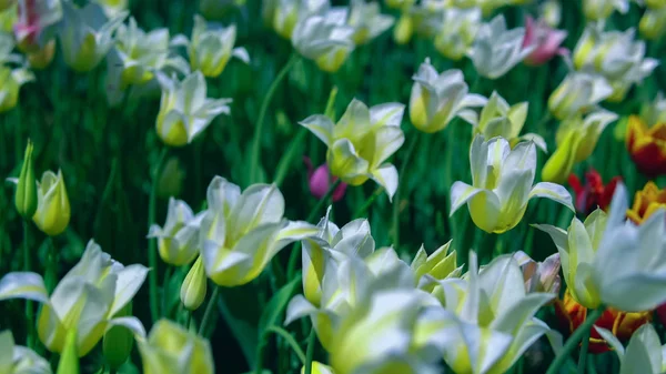 Vidám friss tulipánok a tavaszi szezon — Stock Fotó