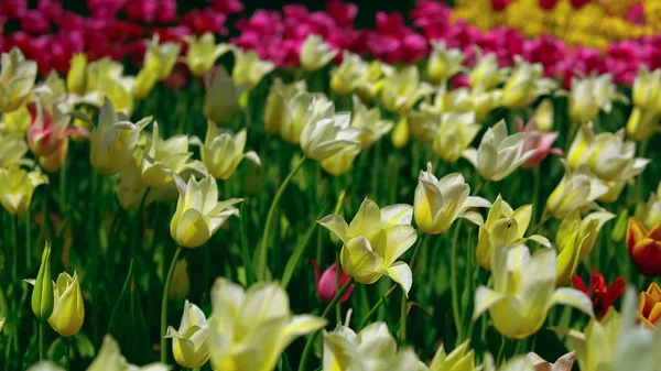 Virágzó sárga és fehér csillag tulipán — Stock Fotó