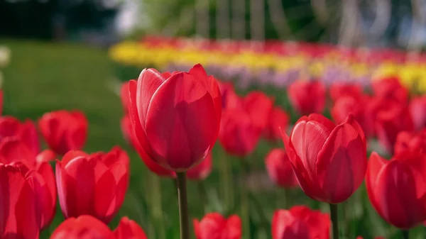 Makro szemcsésedik-ból piros tulipán — Stock Fotó