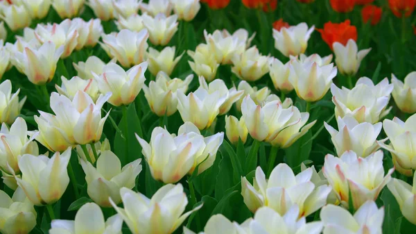 Vidám friss tulipánok a tavaszi szezon — Stock Fotó