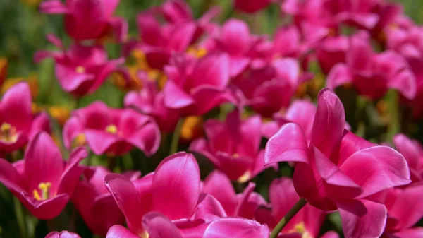 Macro shot of luxurous pink tulips Stock Image
