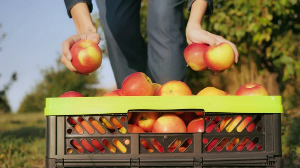 Raccolta da vicino nel frutteto — Foto Stock