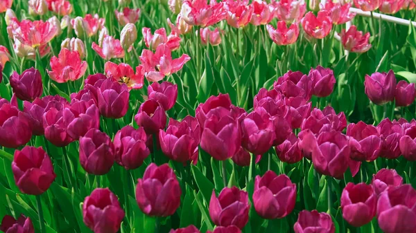Rózsaszín és lila virágok nőnek — Stock Fotó