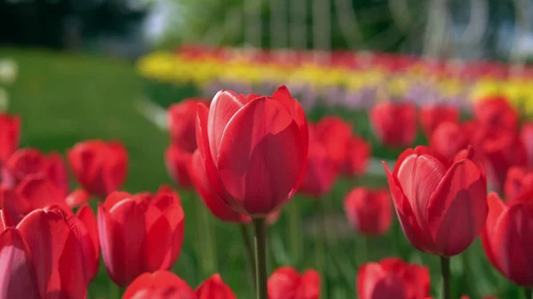 Piros virág a bokeh — Stock Fotó
