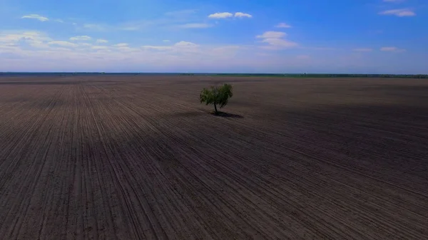 A lonely tree grows in the field. — Stock Photo, Image