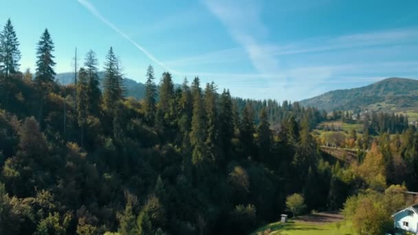 Vista aérea sobre el bosque de pinos — Vídeo de stock