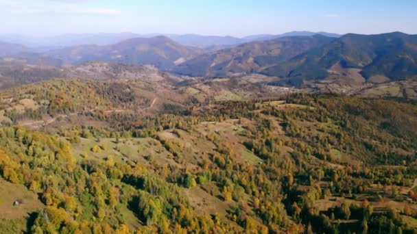 Drone vuela sobre el bosque de pinos — Vídeo de stock