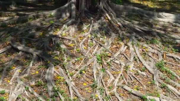 Bosque tropical con tronco de árbol viejo grande y raíces grandes — Vídeos de Stock