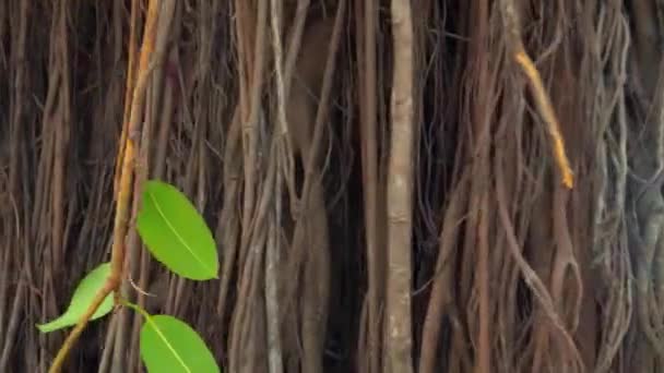 Тень из листьев покрывает толстые подножия древнего дерева — стоковое видео