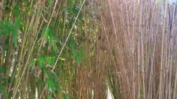 Sun shining through bamboo leaves in bamboo grove forest — Stock Video