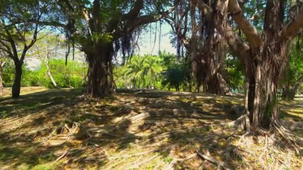 Wunderbare Bäume entlang des malerischen Stadtparks in China — Stockvideo