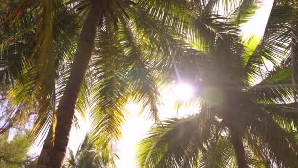 Palm tree leaves with sunlit in the background — Stock Video