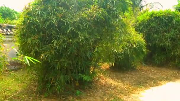 Green Big Bushes at Summer. Beautiful Chinese Nature — Stock Video