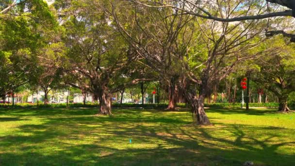 Belle nature verte dans le parc urbain chinois en été — Video