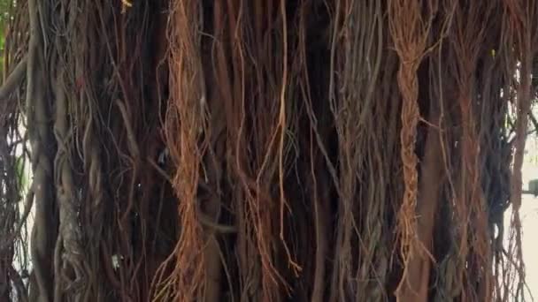 Árbol tronco panorama prores vídeo — Vídeo de stock