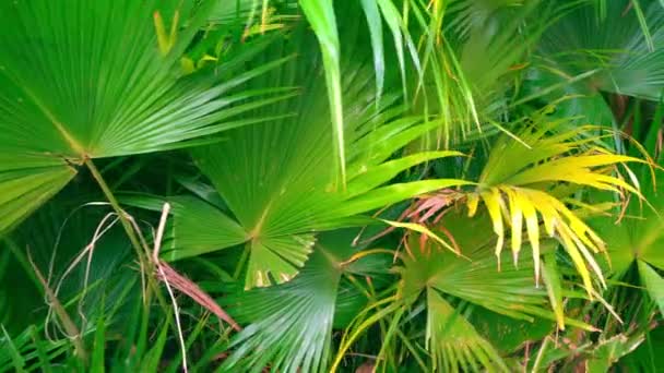 Washingtonia frondes gros plans feuilles prores vidéo — Video