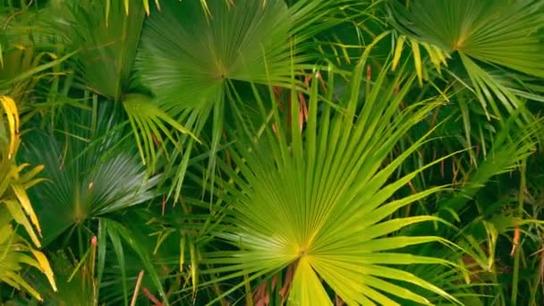 大きな驚くべき緑の葉のパノラマ — ストック動画