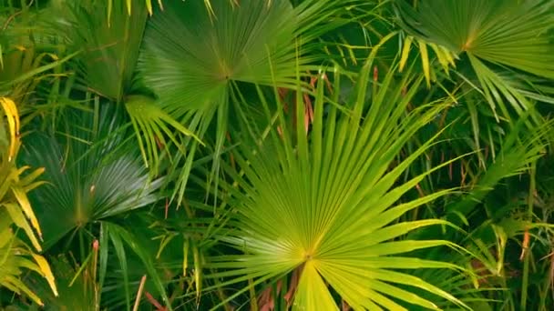 Panorama of big amazing green foliage — Stock Video