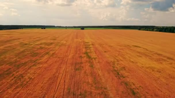 Aerial view on wheat field after harvest — Stock Video